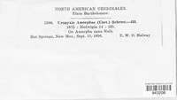 Uropyxis amorphae image